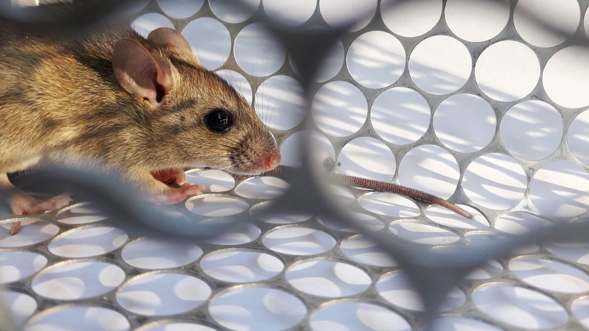 A brown mouse trapped in a white plastic cage, looking out with open mouth.