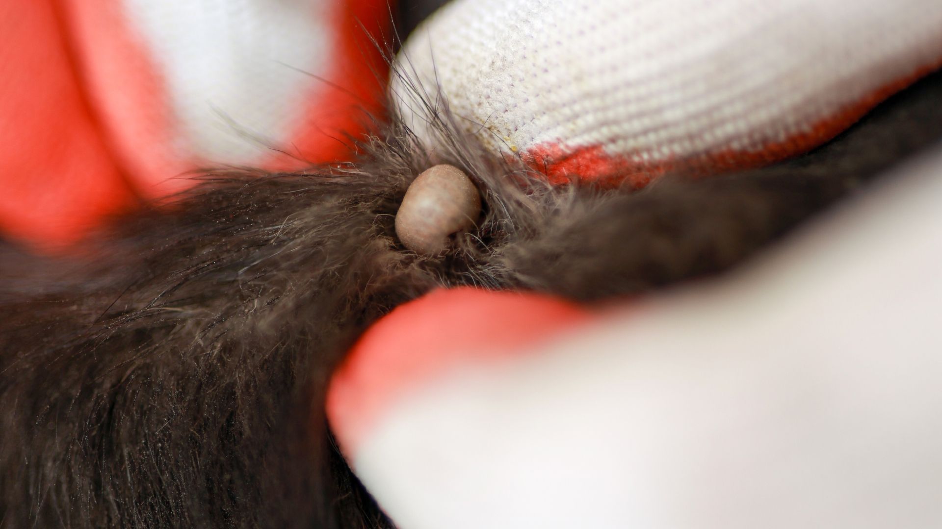 Close-up of a tick embedded in dark fur, held by gloved fingers, showing a raised, swollen appearance.