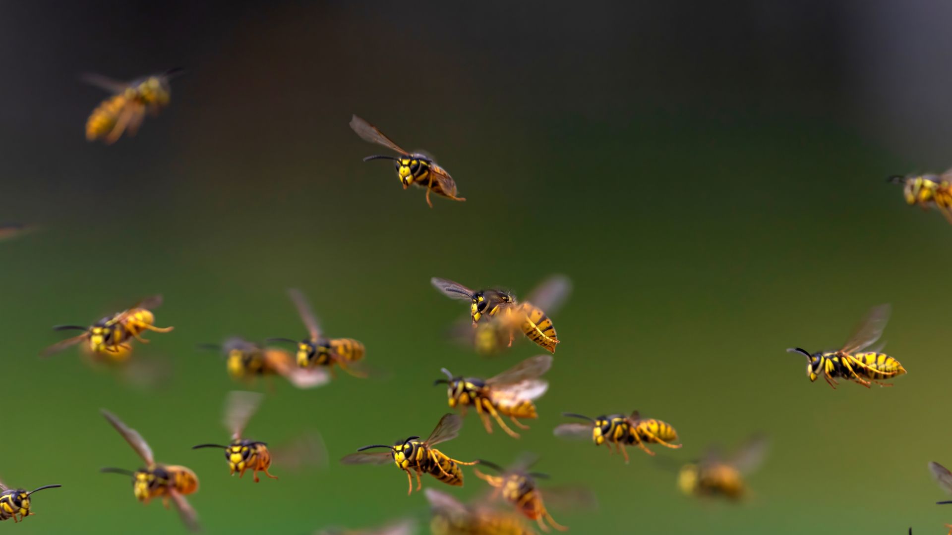 A large group of bees are flying in the air.
