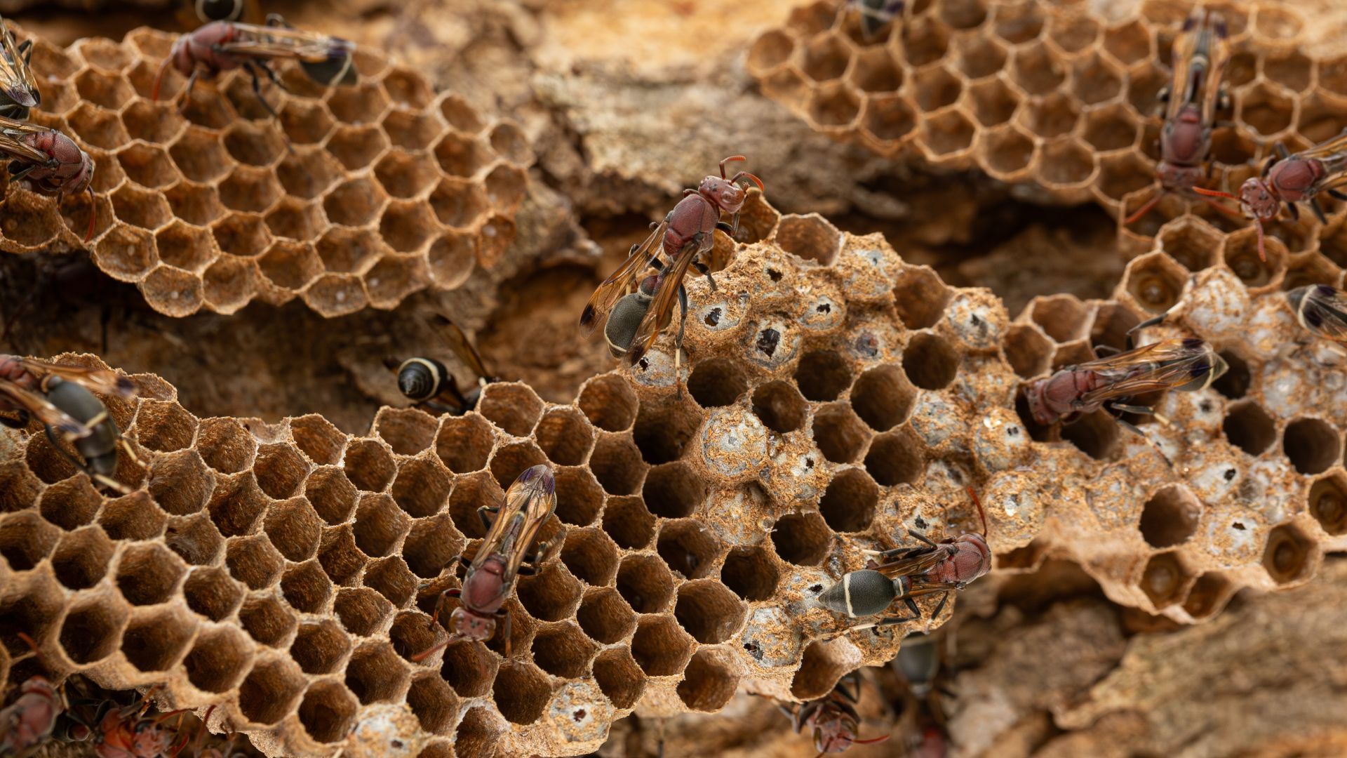 Bees on a brown honeycomb structure, with some visible in the cells.