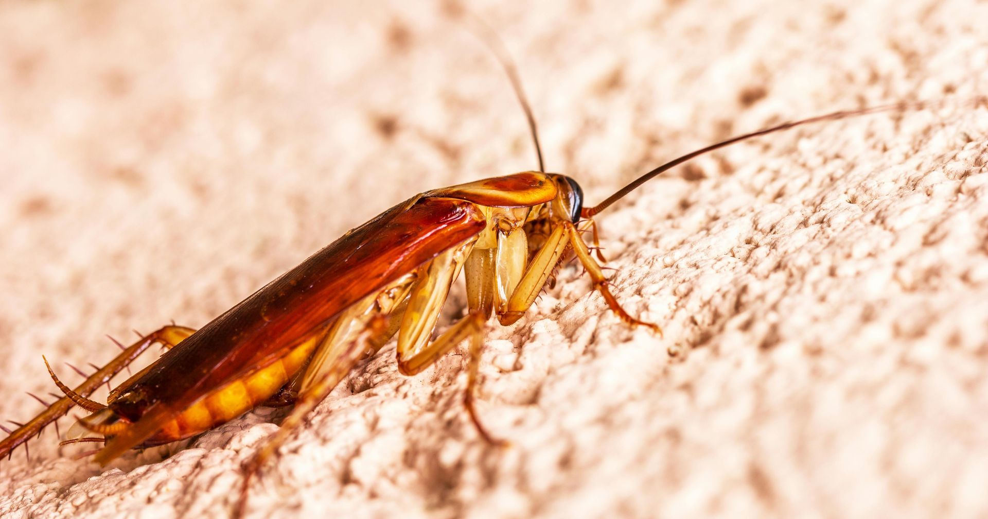 Cockroach on a rough, tan surface; brown body, long antennae.