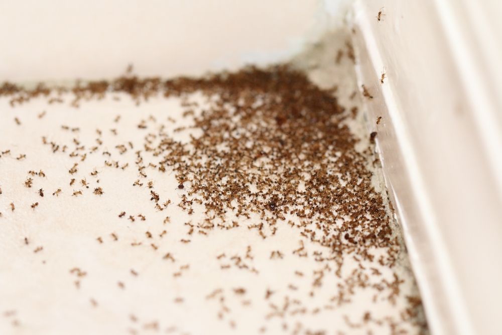 A bunch of brown ants are crawling on a white surface.