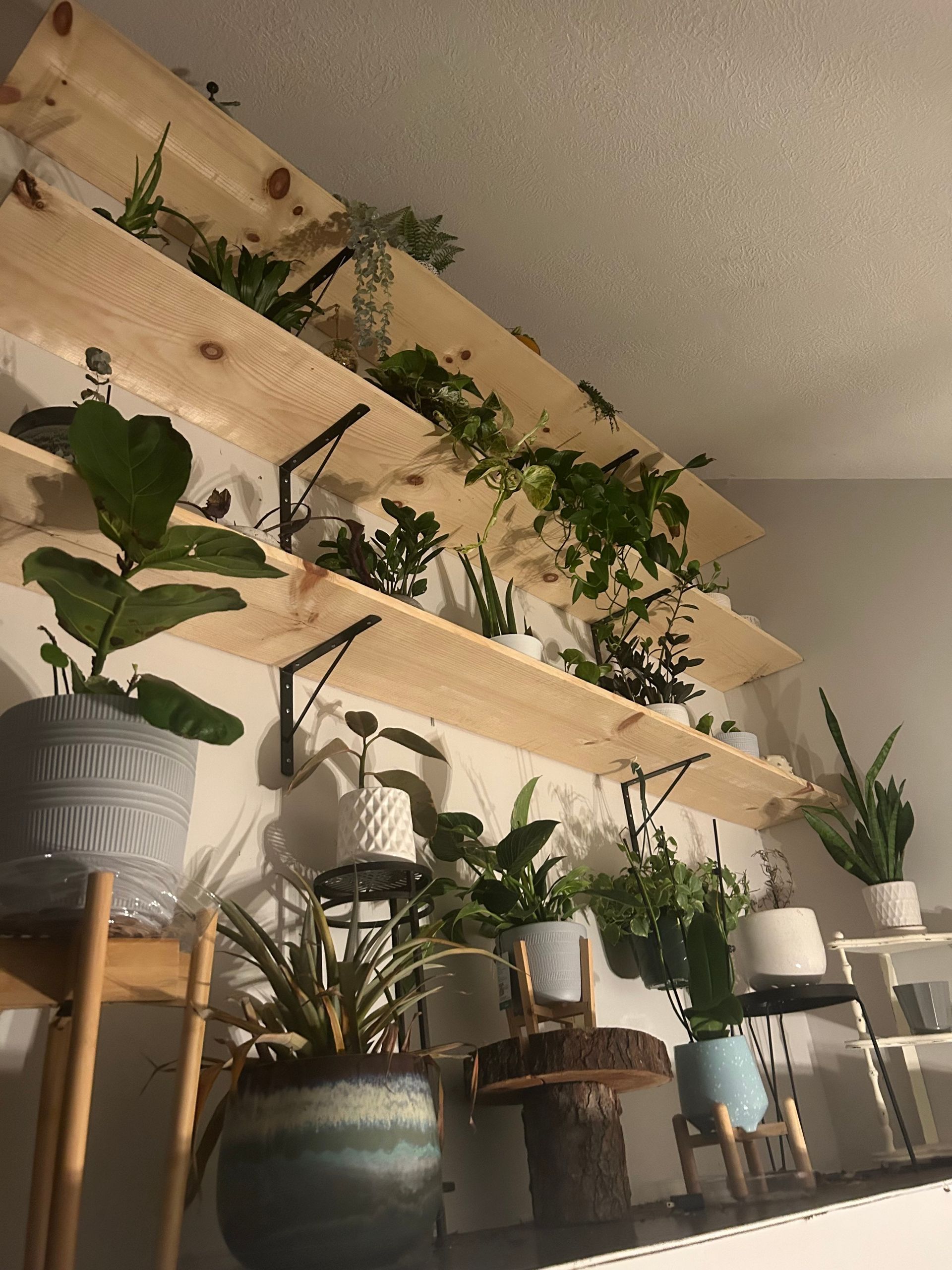 Wooden shelves holding various potted plants on a white wall.