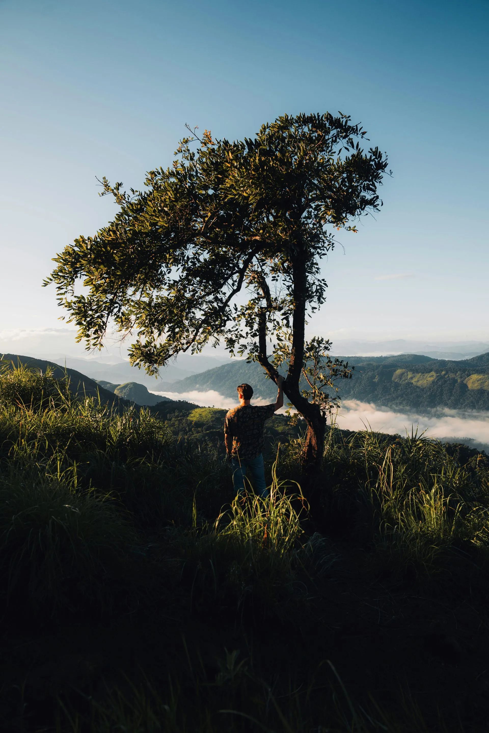 A person stands beside a tree on a hillside overlooking a misty, sunlit valley during early morning.