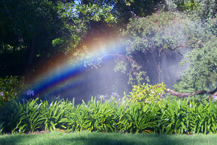 A rainbow is visible in the middle of a park surrounded by trees.
