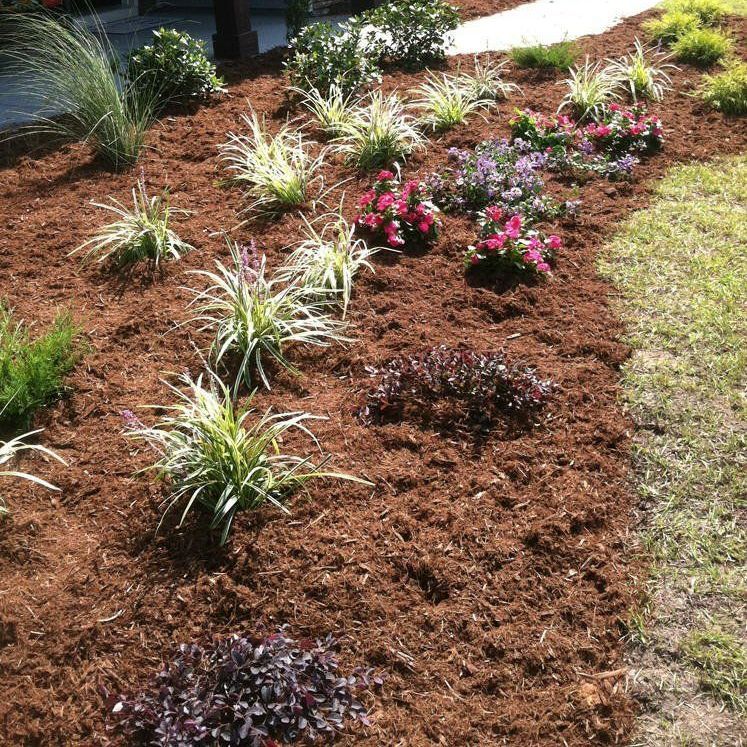 A garden filled with lots of plants and mulch.