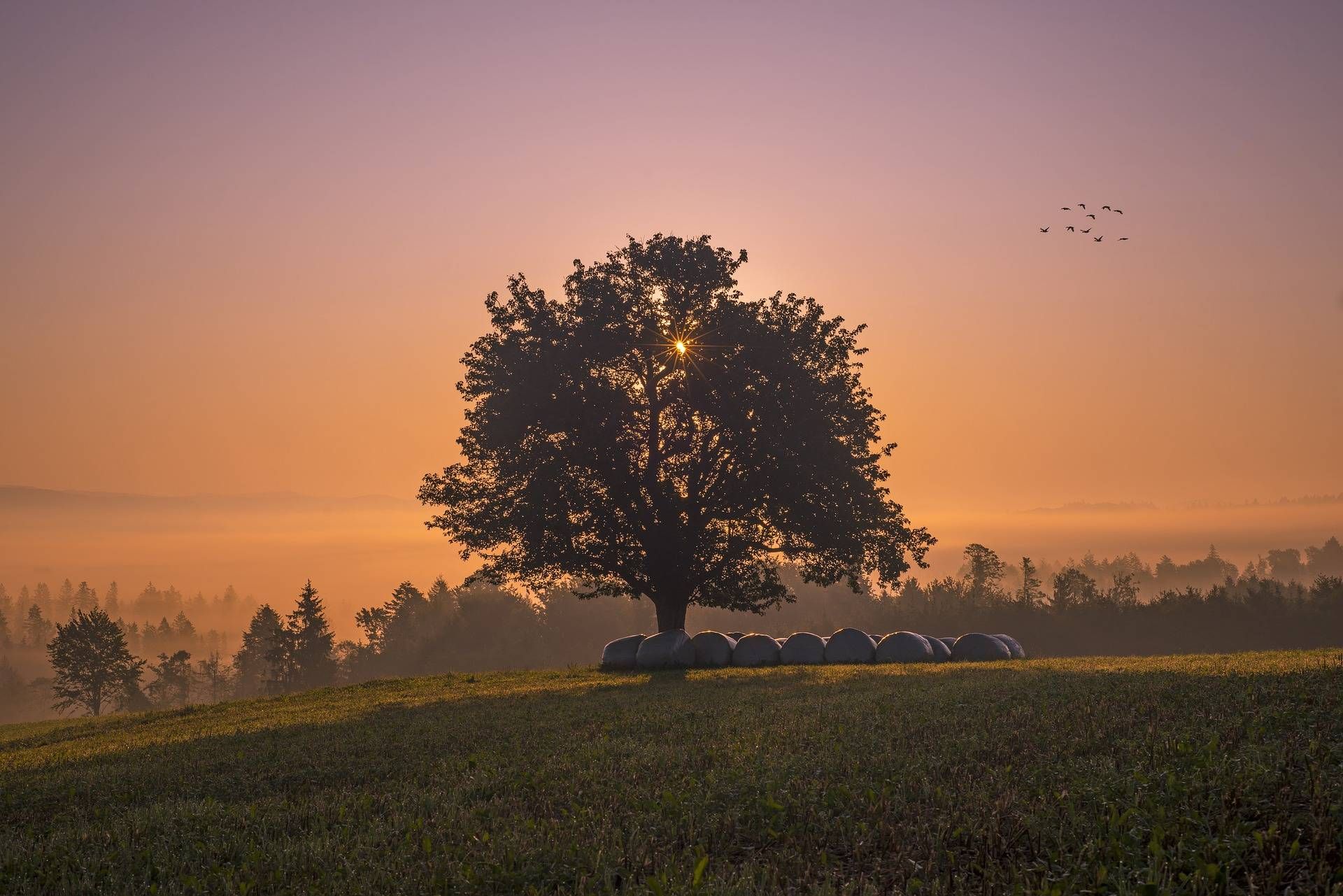 A tree is standing in the middle of a field at sunset.