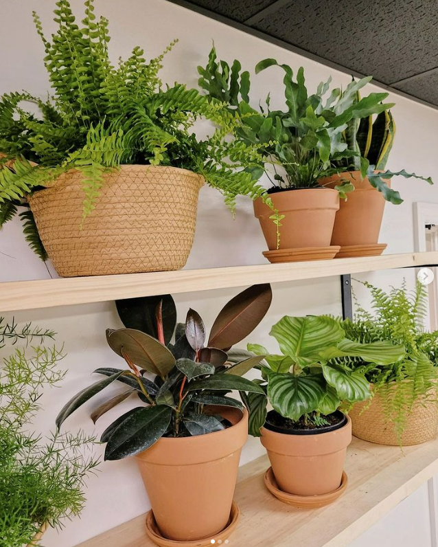 The Village Cafe Plants — Gordonville, PA — The Village Cafe