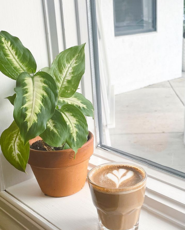 Plant And Coffee — Gordonville, PA — The Village Cafe