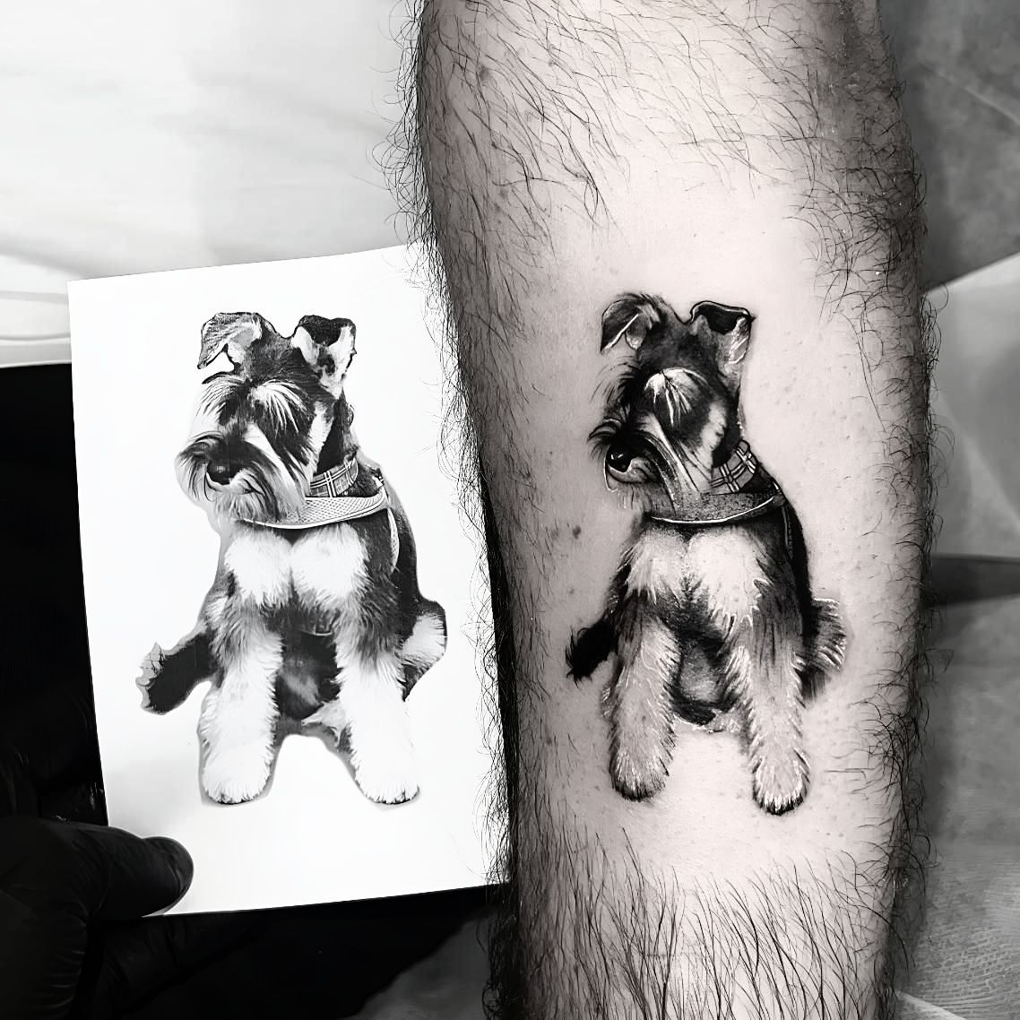 Tattoo Of A Schnauzer Dog, Black And Gray Ink, Sitting, Next To The Original Design On A Piece Of Paper  — Tattoo Inc Studio in Robina, QLD