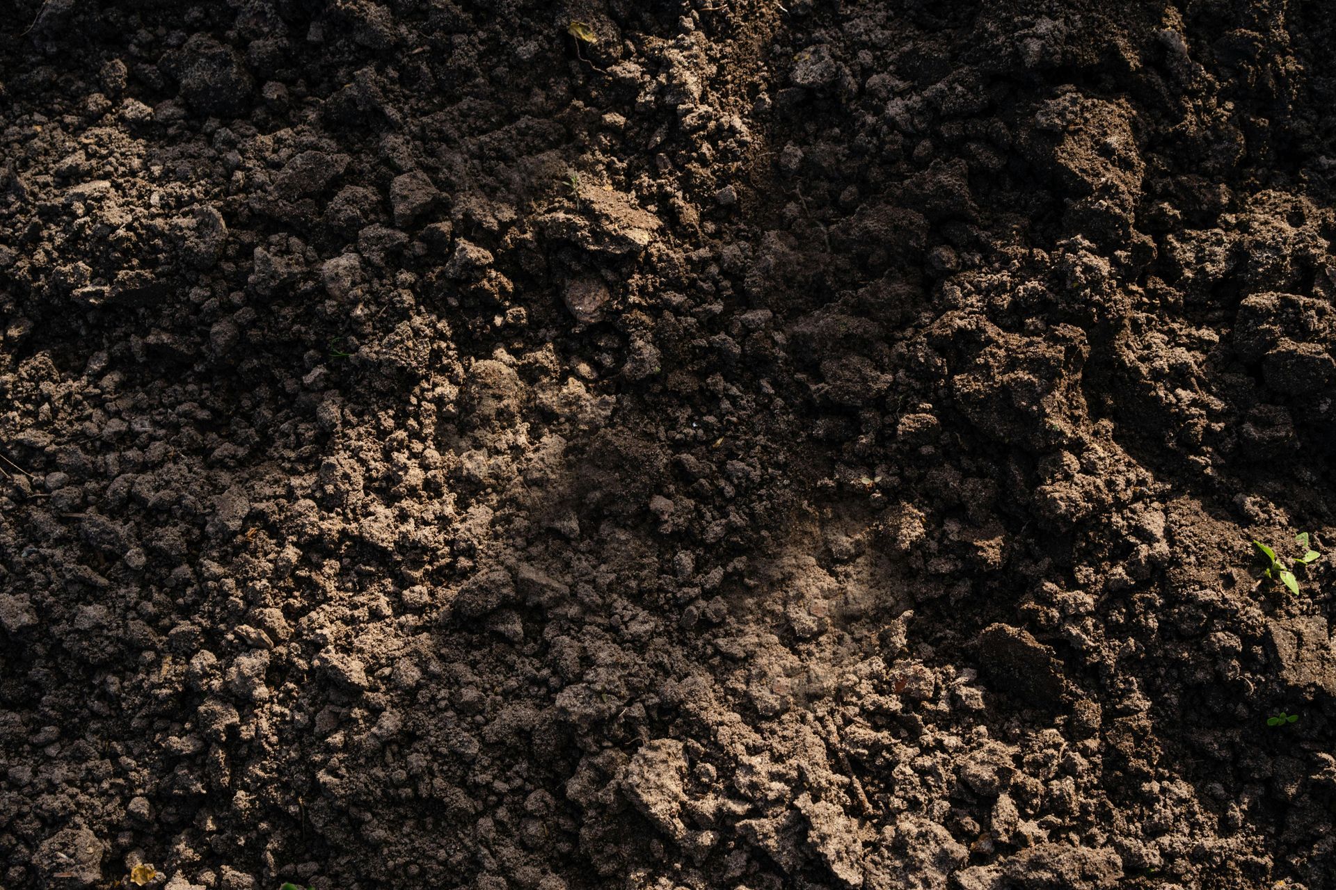 Dark brown soil, closely packed with a rough texture.