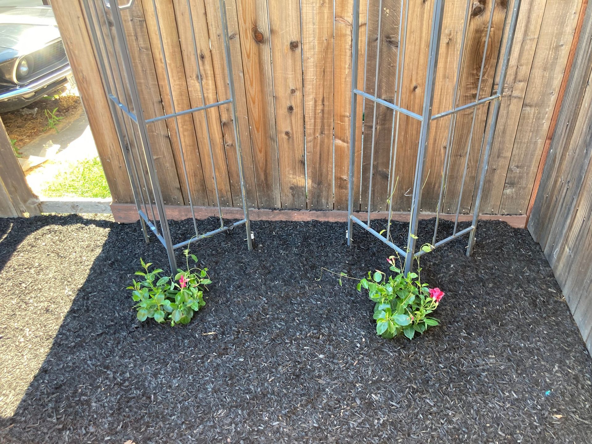 Two small rose bushes with pink blooms in front of a wood fence, with black mulch and metal trellises.