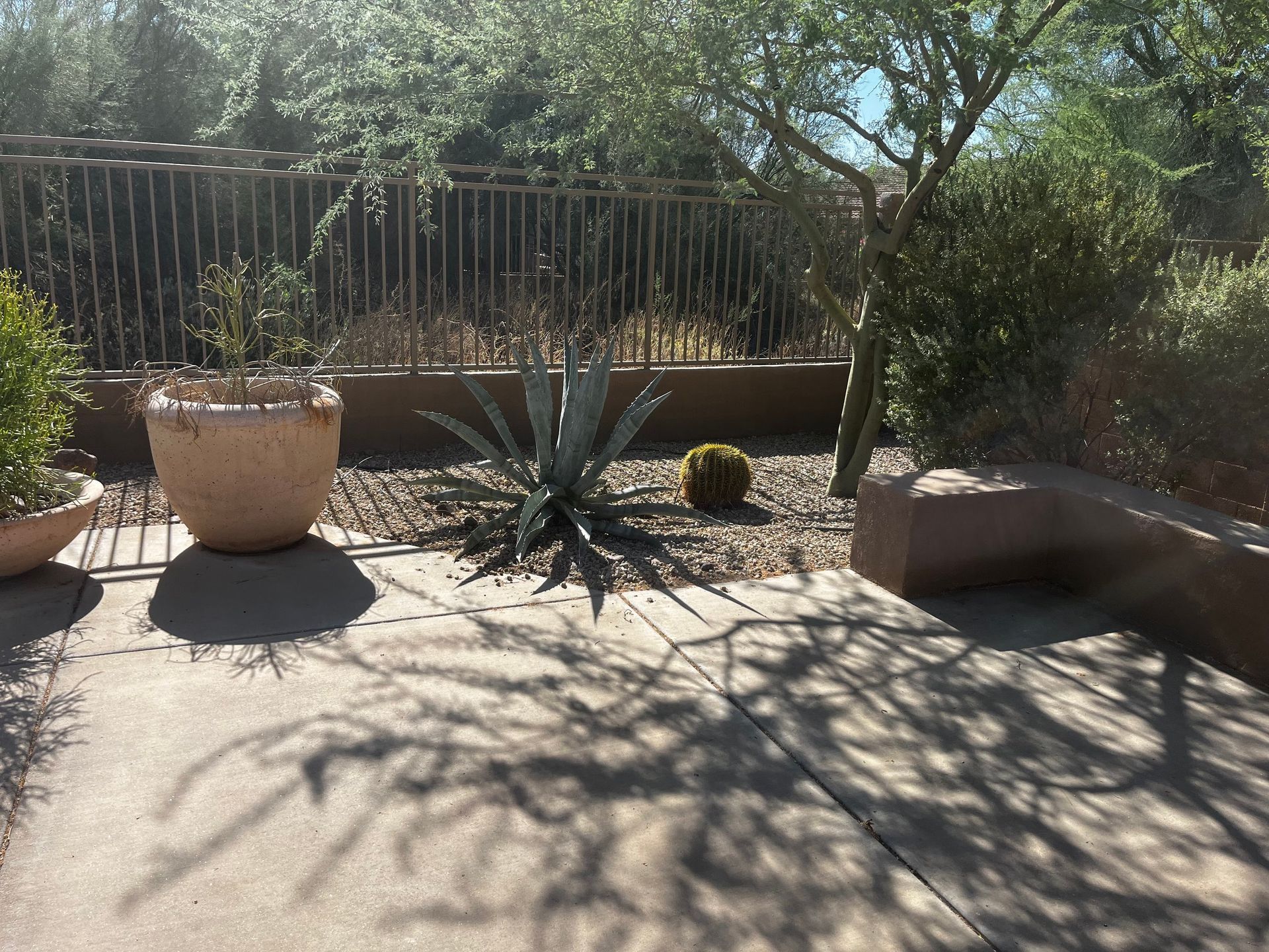 Patio with desert plants: agave, cactus, in pots and gravel. Fence and trees in background.