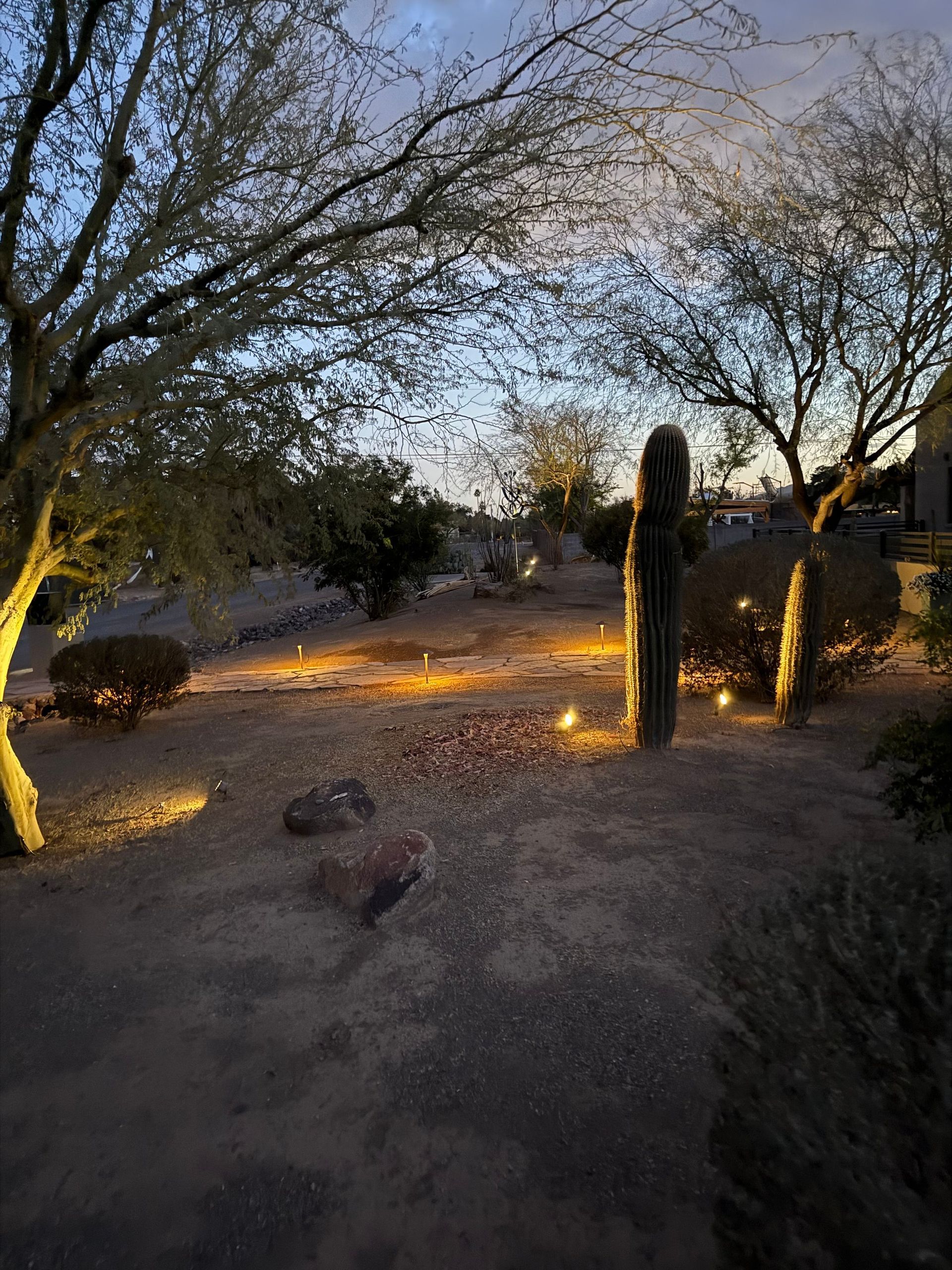 Desert landscape at dusk with illuminated plants and a cactus.