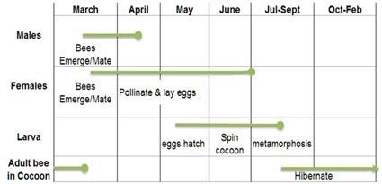 Life cycle of Osmia - to early July