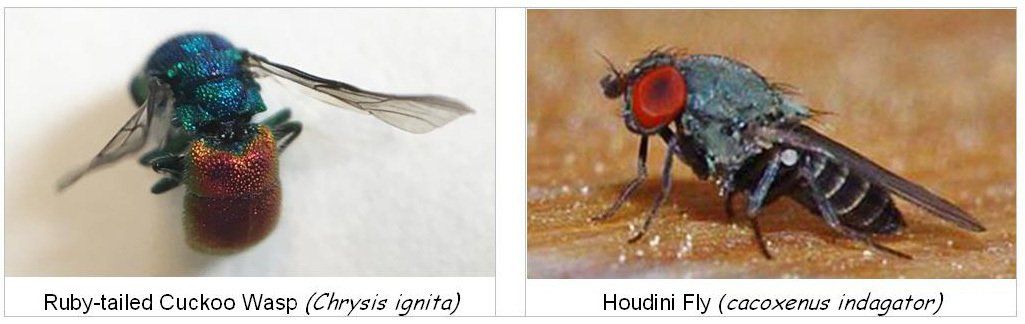 Ruby tailed cuckoo wasp and houdini fly