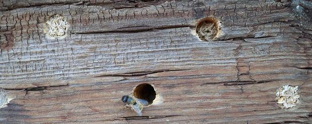 Ruby tailed cuckoo wasp and houdini fly