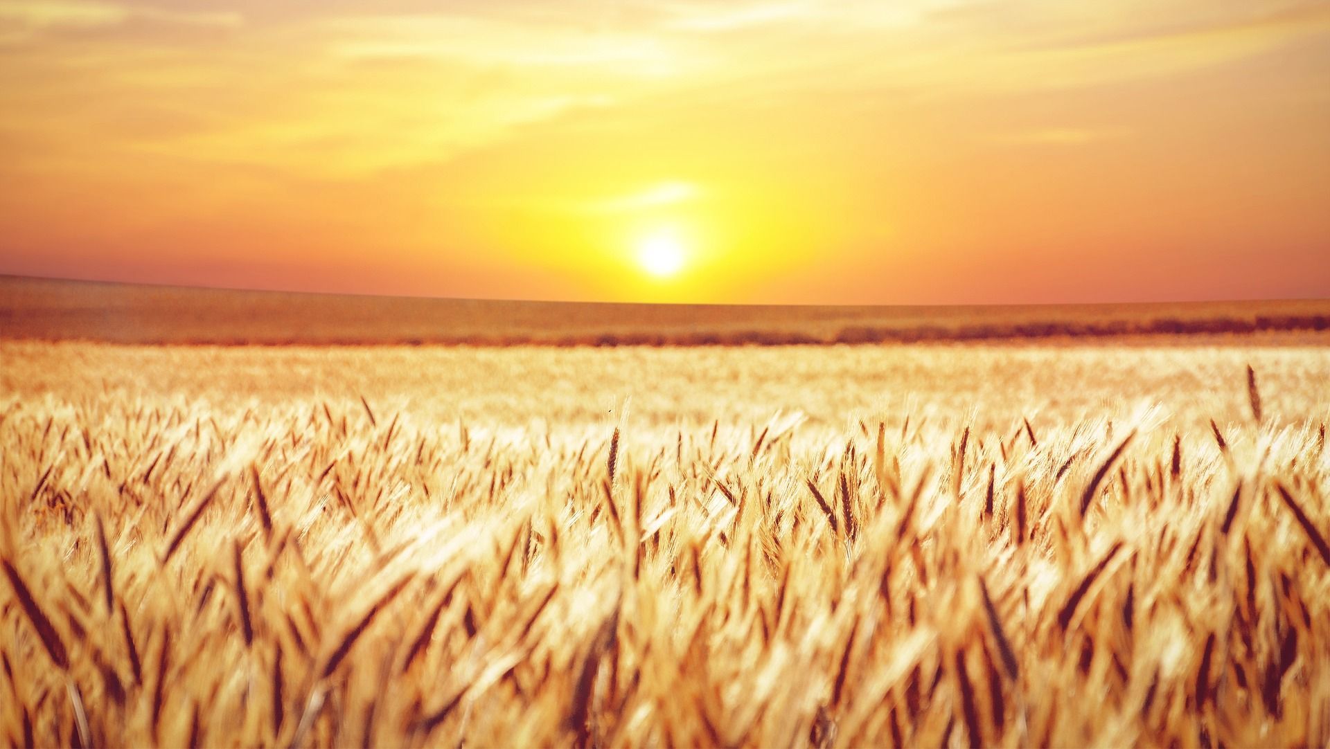 Wheat field at sunset, bathed in golden light.