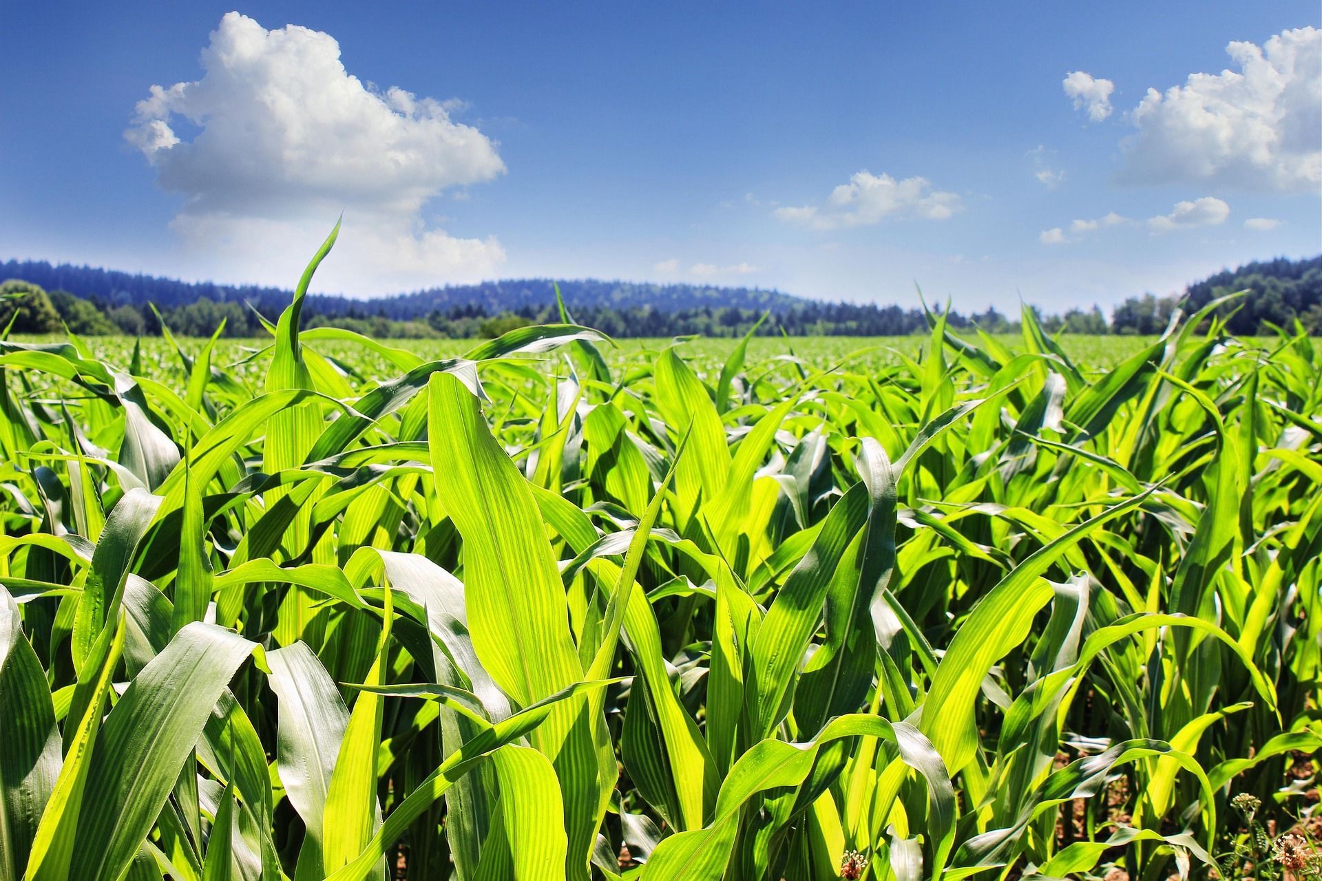 Field of vibrant green corn stalks under a blue sky with white clouds.