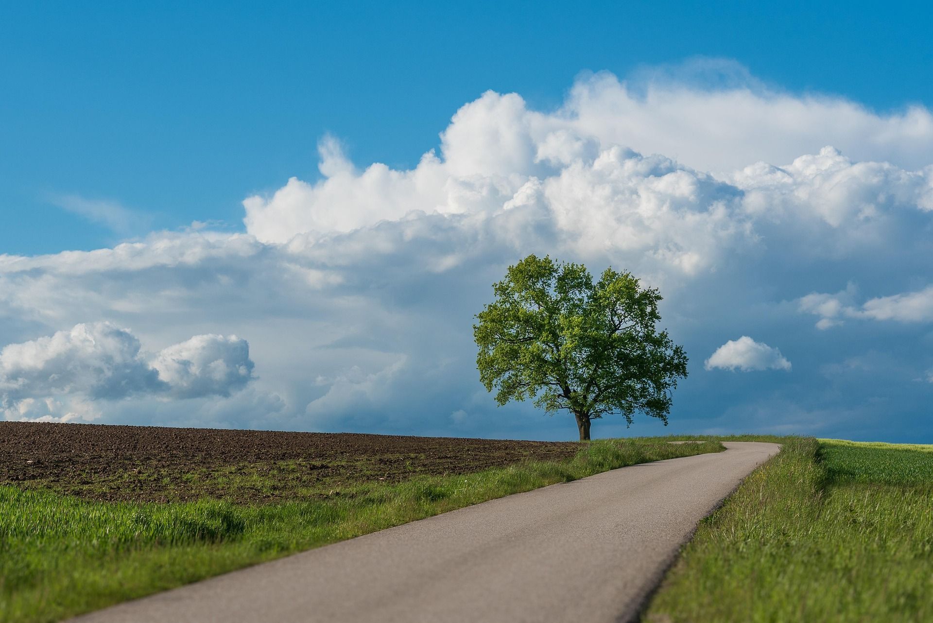 A tree on a road in a field with clouds and blue sky.