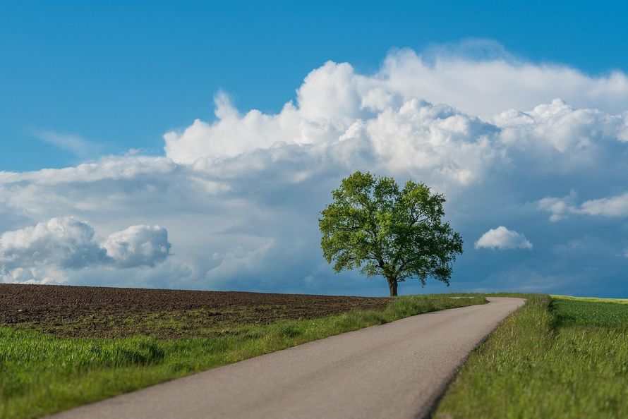 A tree on a road in a field with clouds and blue sky.