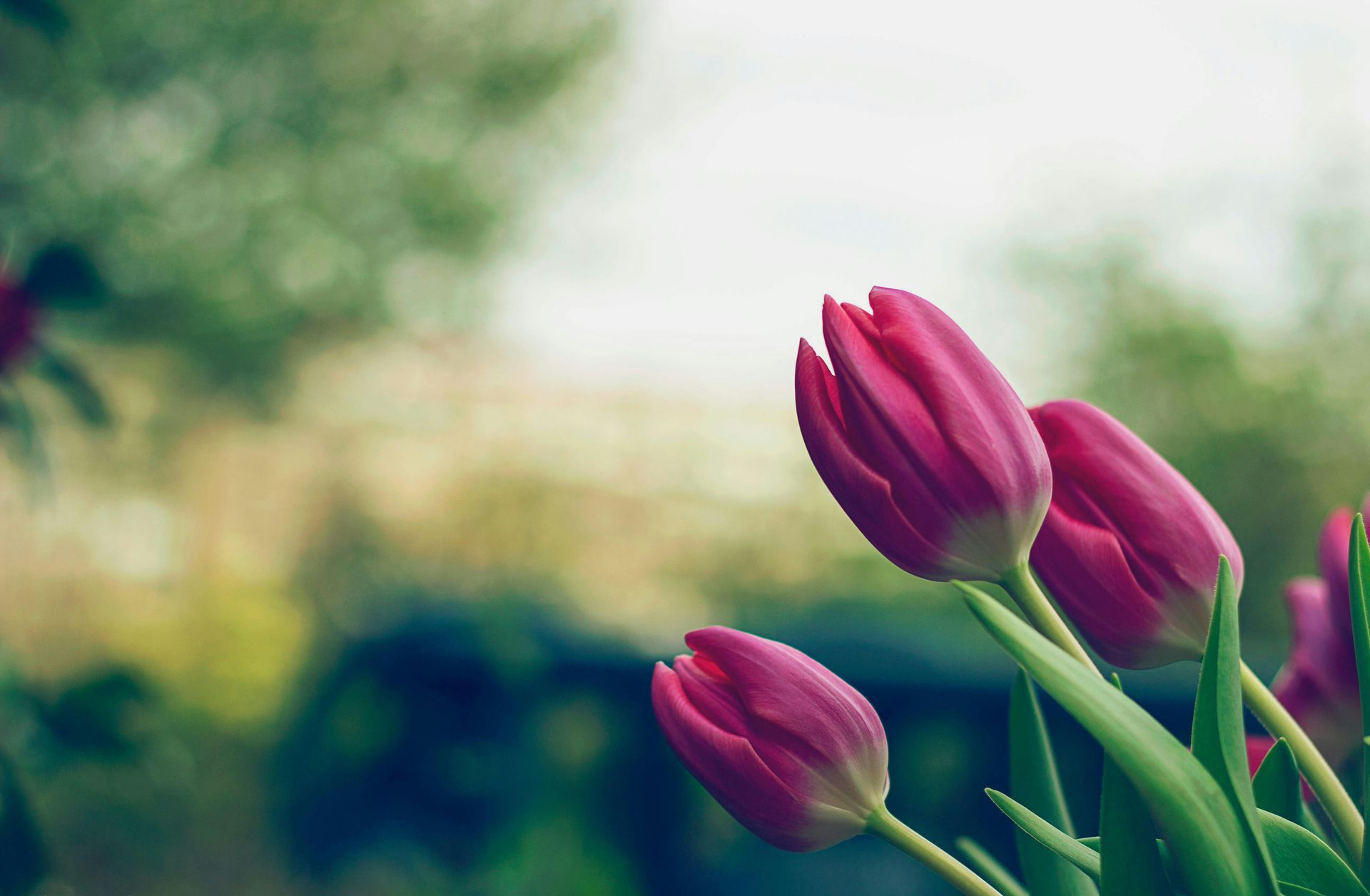 Pink tulips in bloom, with a blurred green background.