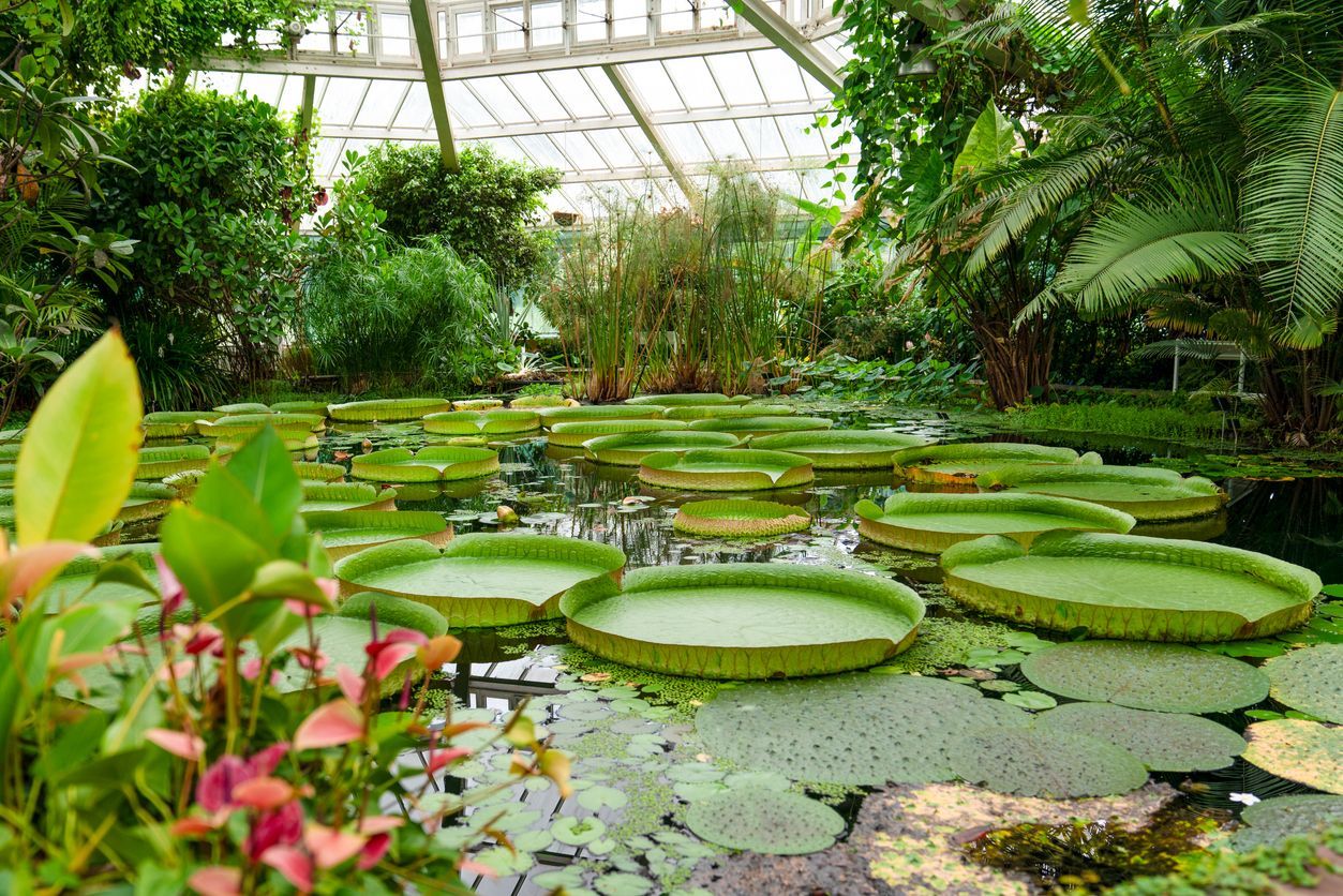 A pond filled with water lilies in a greenhouse.