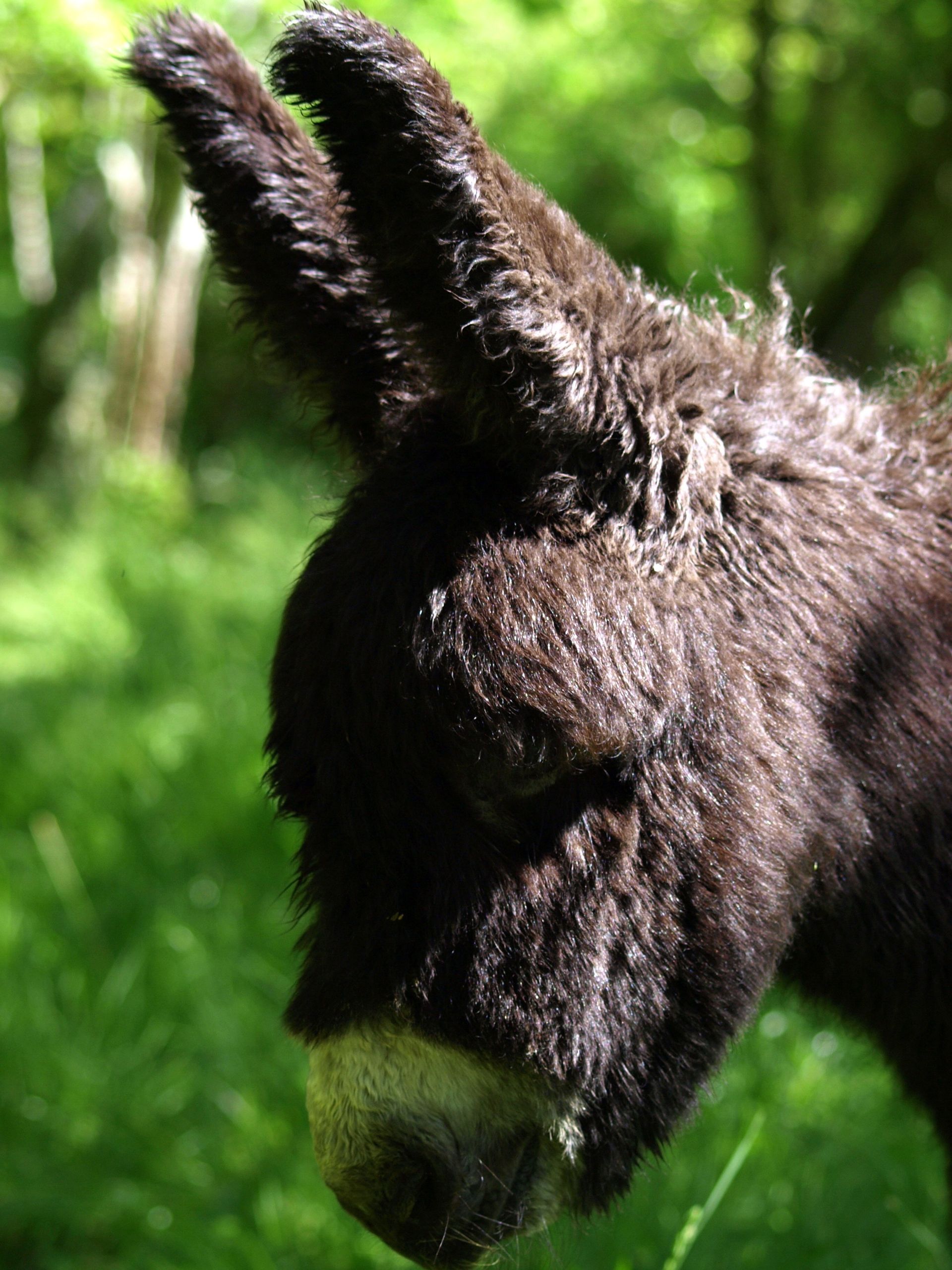 donkey-sanctuary