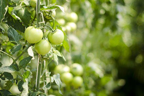 Group of green fruit — Contact Us in Jensen, QLD