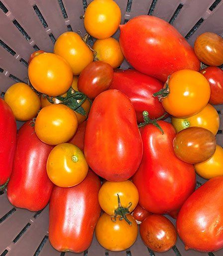 Fresh and ripe vegetables — Horticulture in Townsville, QLD