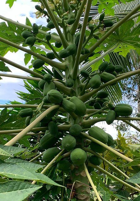 Unripe papaya tree — Horticulture in Townsville, QLD