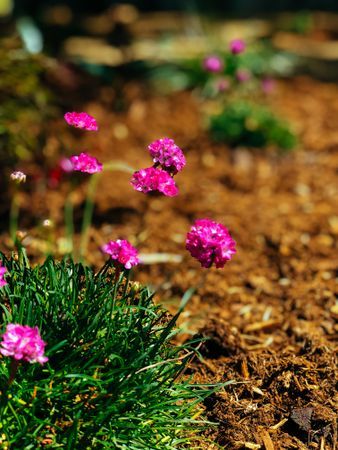 Earthlife Mineral Plus