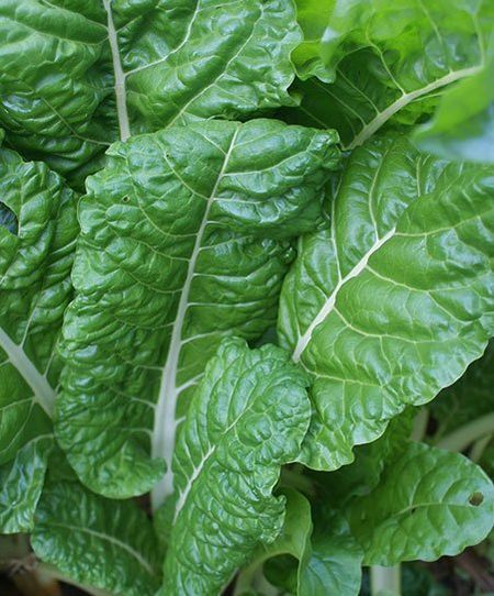 Healthy green vegetable — Soil Balance in Townsville, QLD