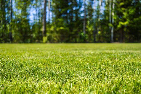 Closed up view of grass — Soil Balance in Townsville, QLD