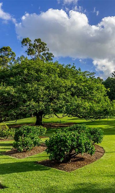 Bush and trees — Testimonials in Townsville, QLD