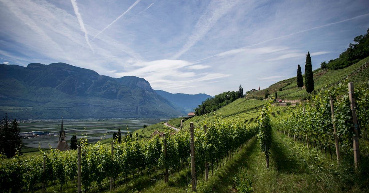 A vineyard with mountains in the background on a sunny day.
