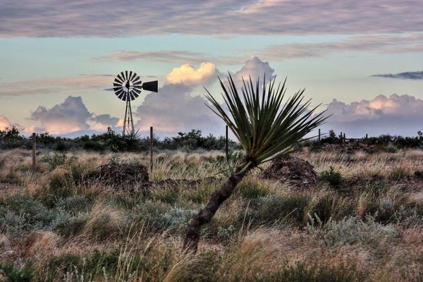 A windmill in the middle of a field with a palm tree in the foreground