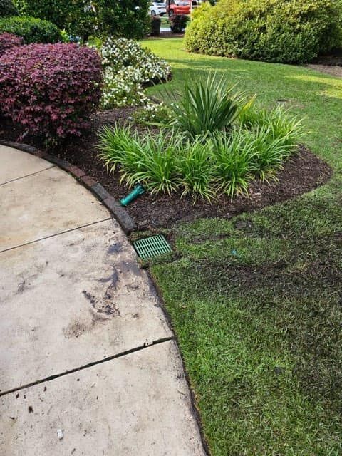 Lawn and flower bed beside a concrete walkway; lush green grass contrasts with brown mulch and colorful plants.