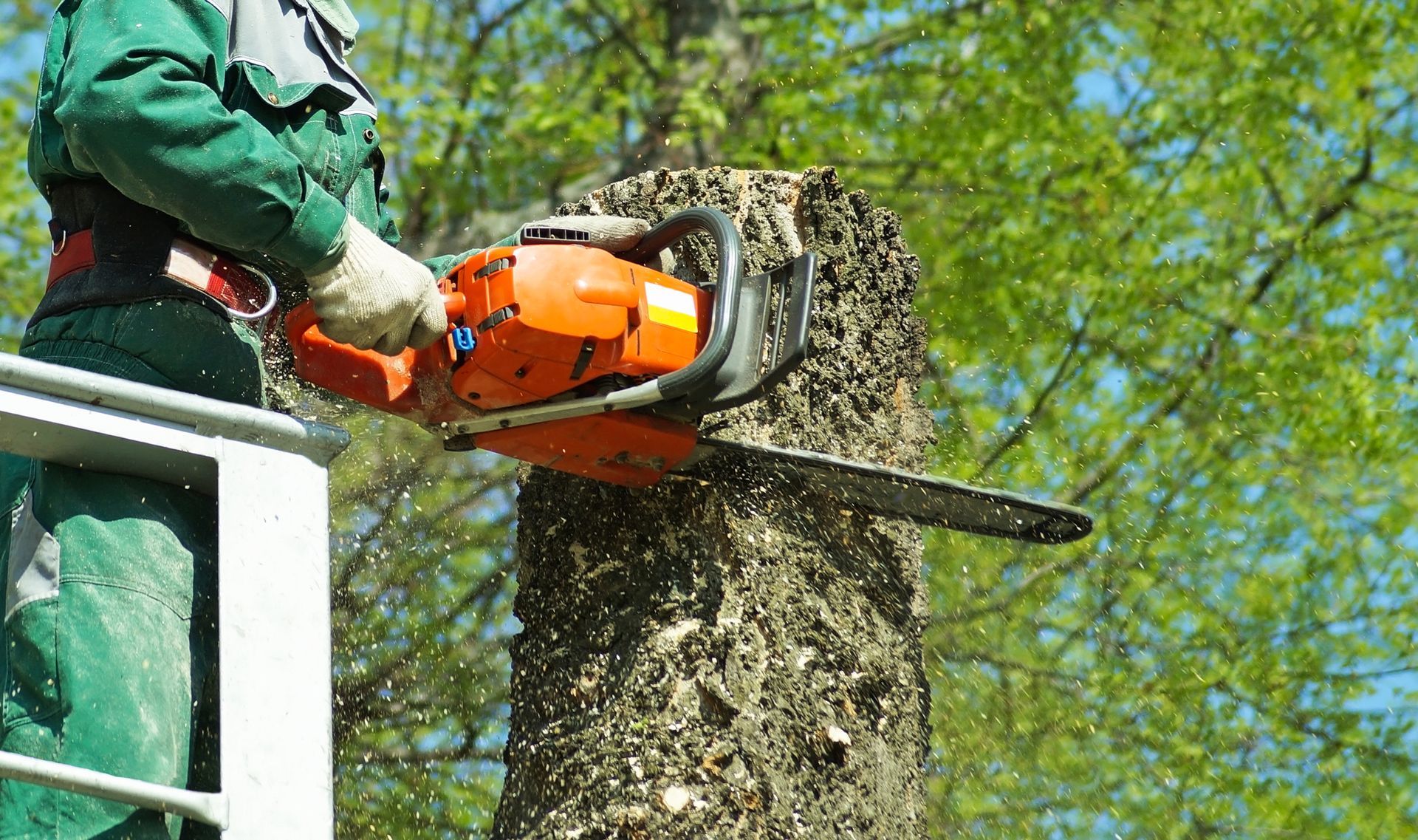 A lumberjack is cutting a tree.