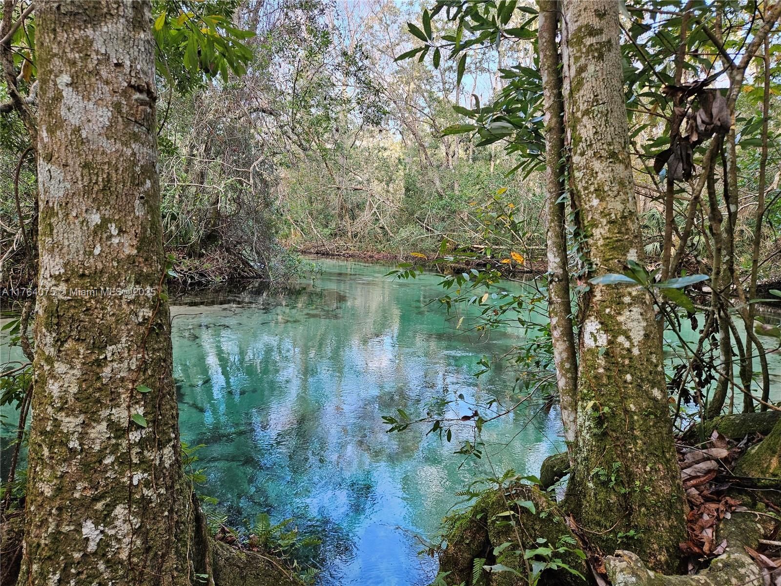 Crystal-clear turquoise water surrounded by trees in a lush, natural setting.