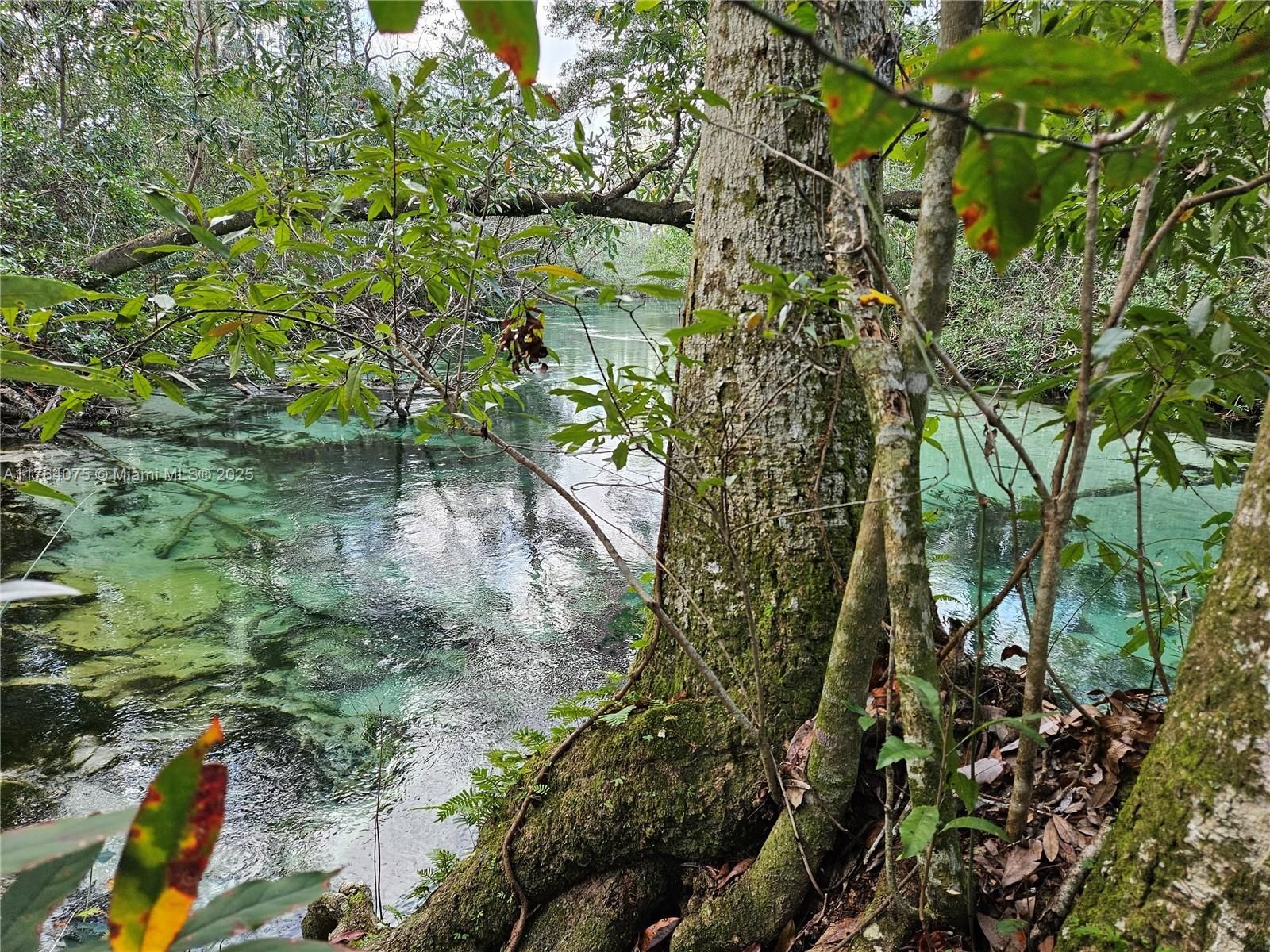 Lush green forest scene with a tree in the foreground and clear turquoise water in the background.