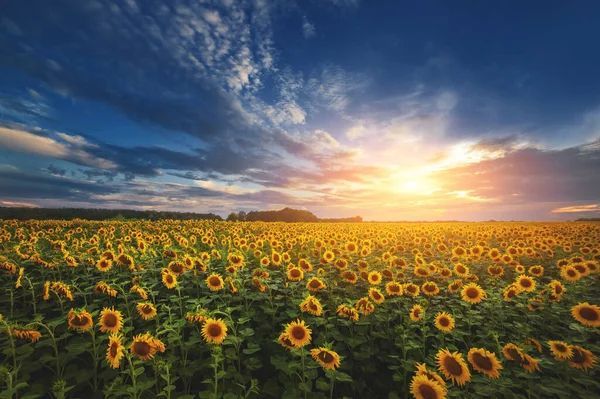 Prairie Bluffs Community in Minot North Dakota