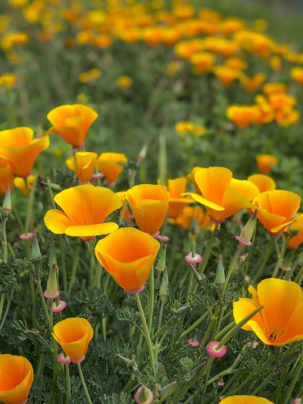 A field of yellow flowers growing in the grass
