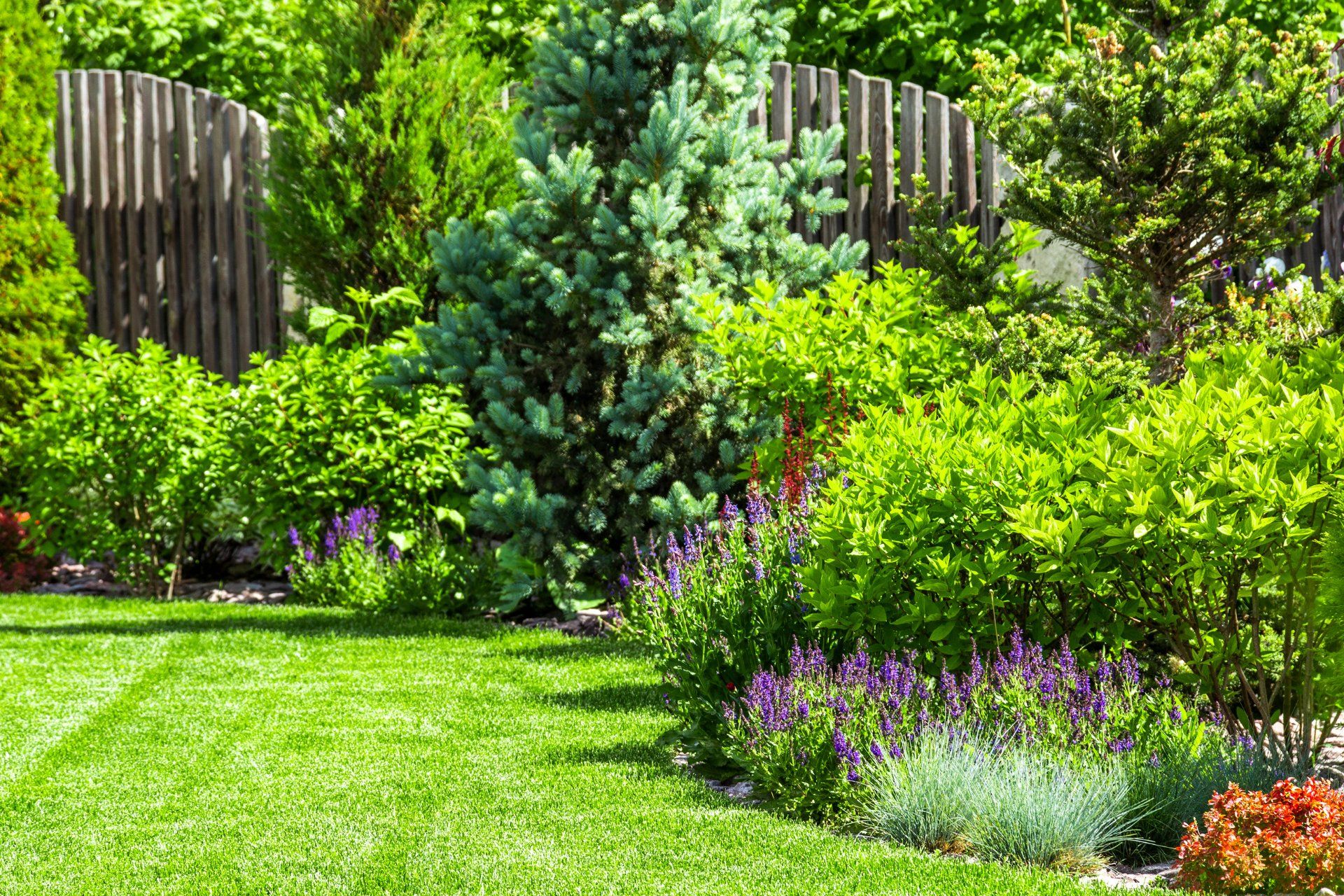 green lawn