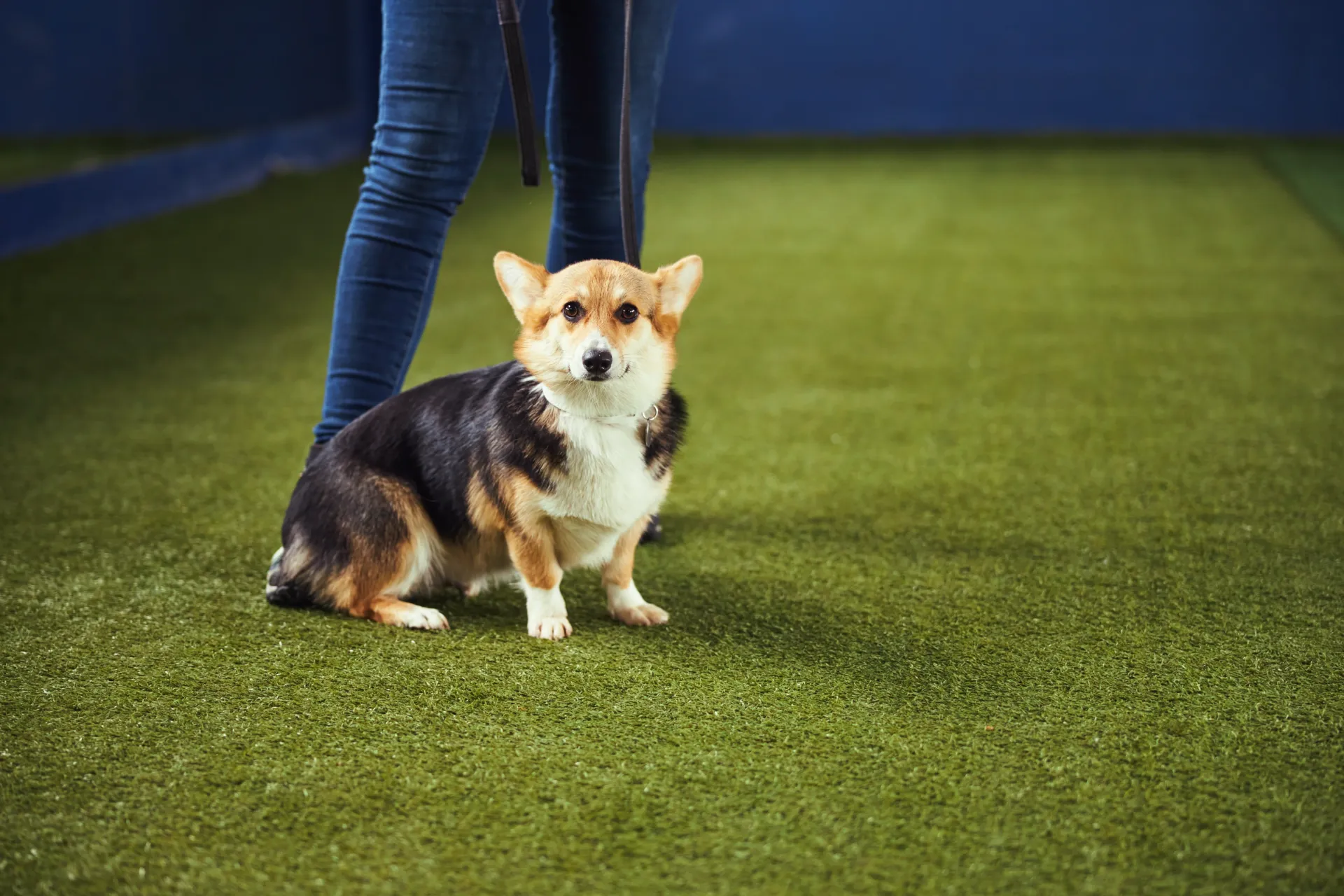 A corgi dog is sitting on the grass next to a person on a leash.