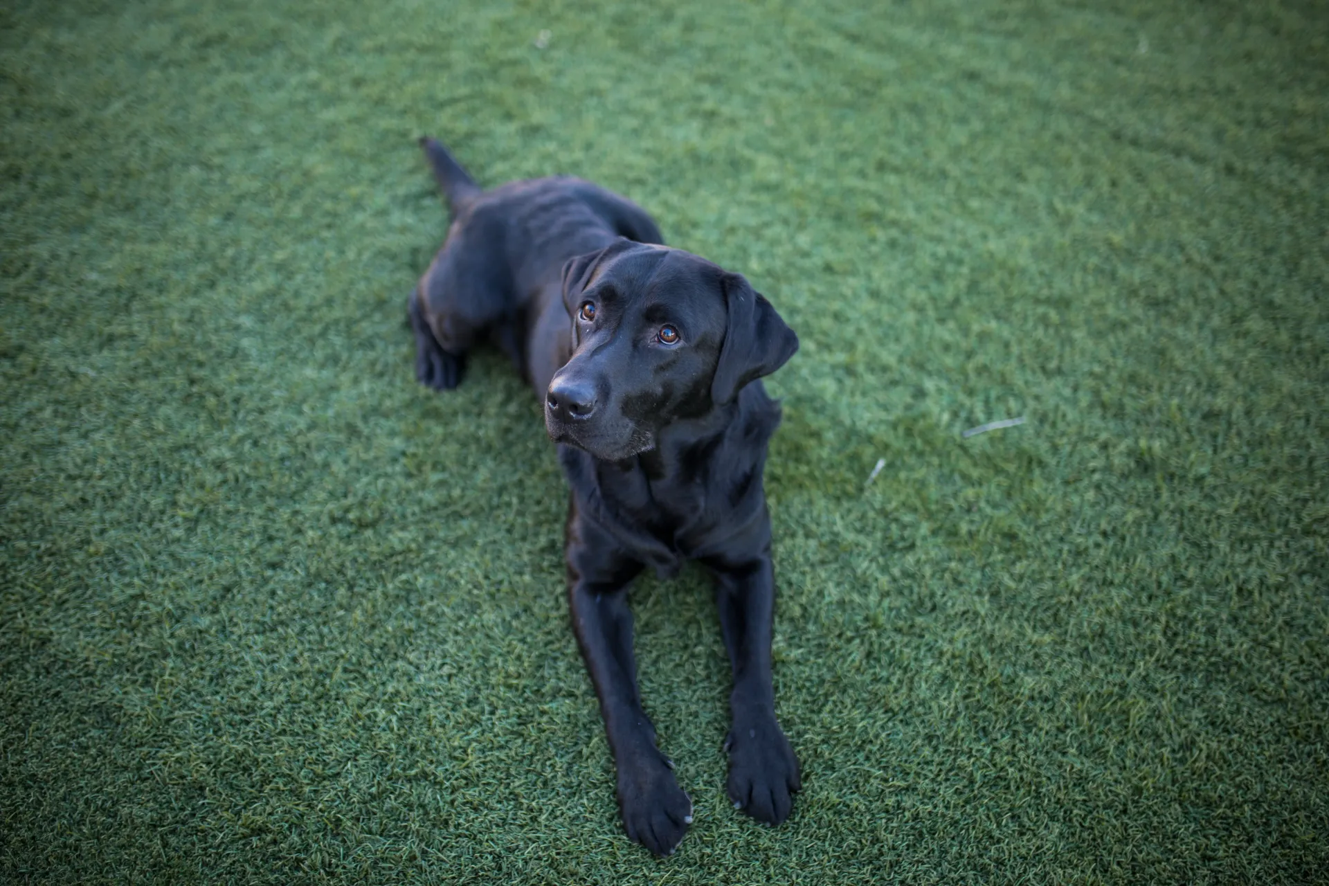 A black dog is laying on top of a lush green field.
