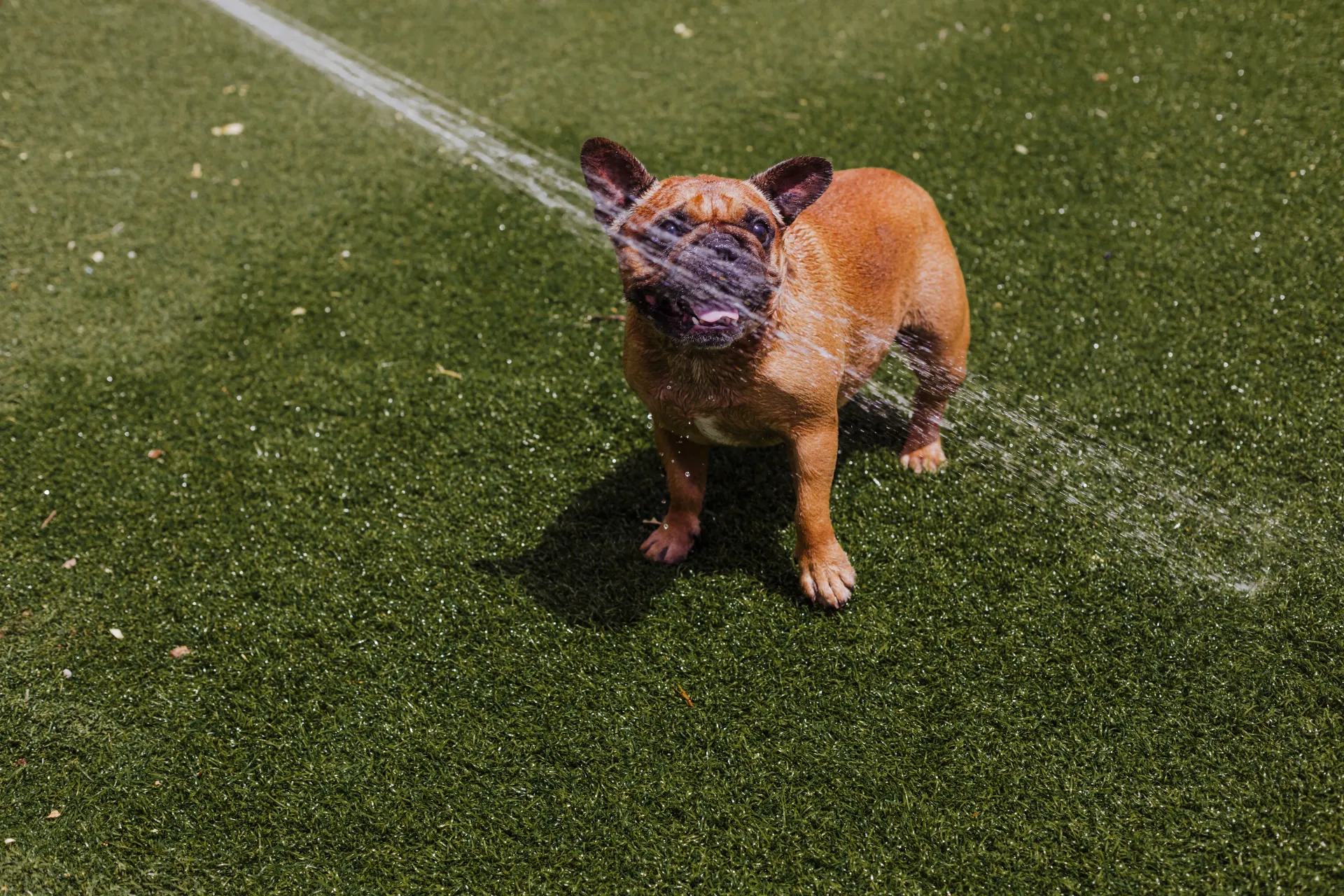 A french bulldog is drinking water from a hose.