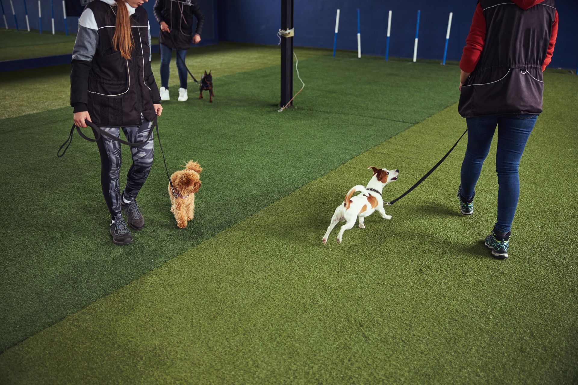 A woman is walking two dogs on a leash in a indoor dog park.