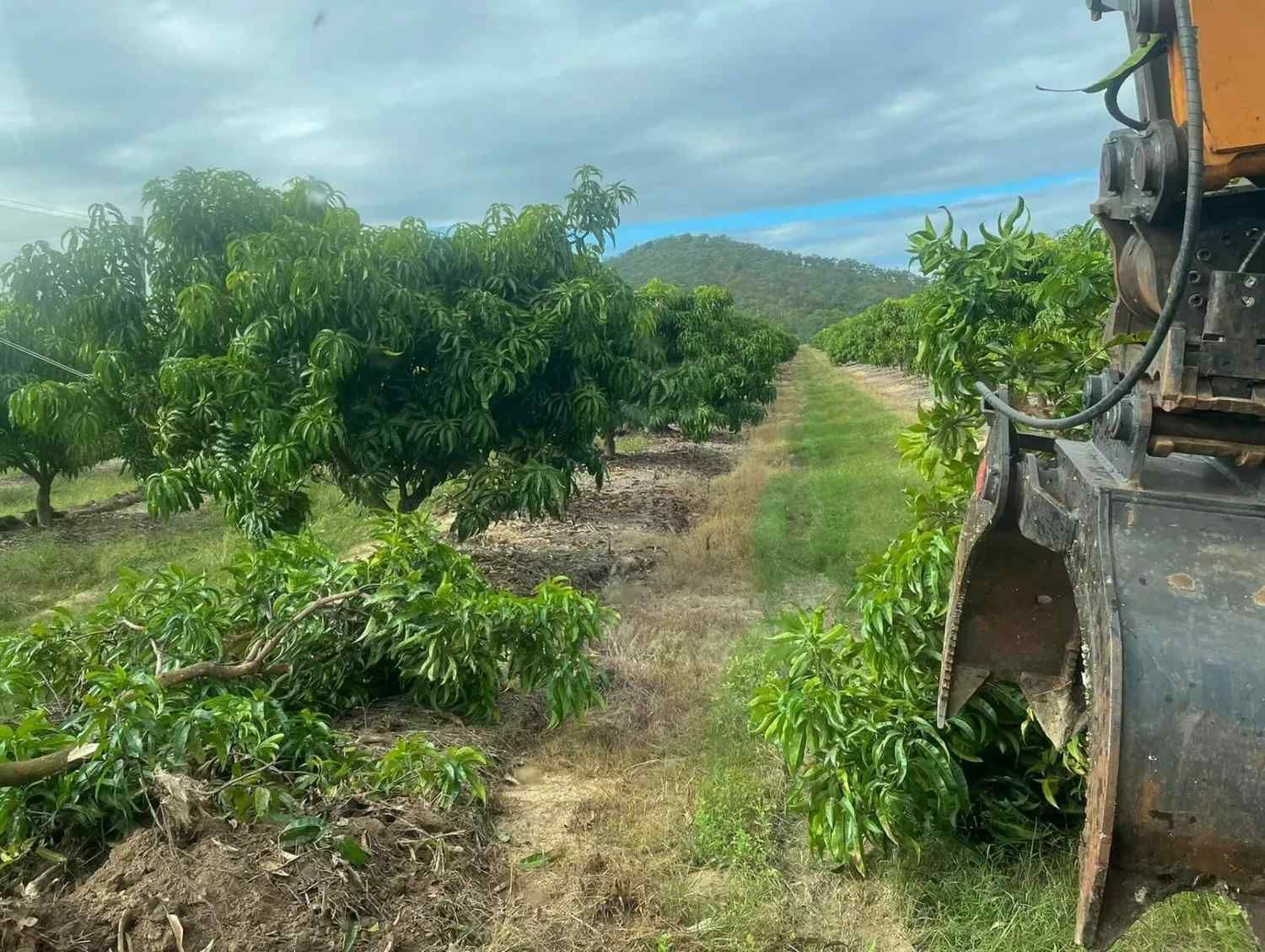 Excavator Pruning Fruit Trees in An Orchard — Macca's Dynamic Earthworks in Tolga, QLD