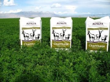 alfalfa feed